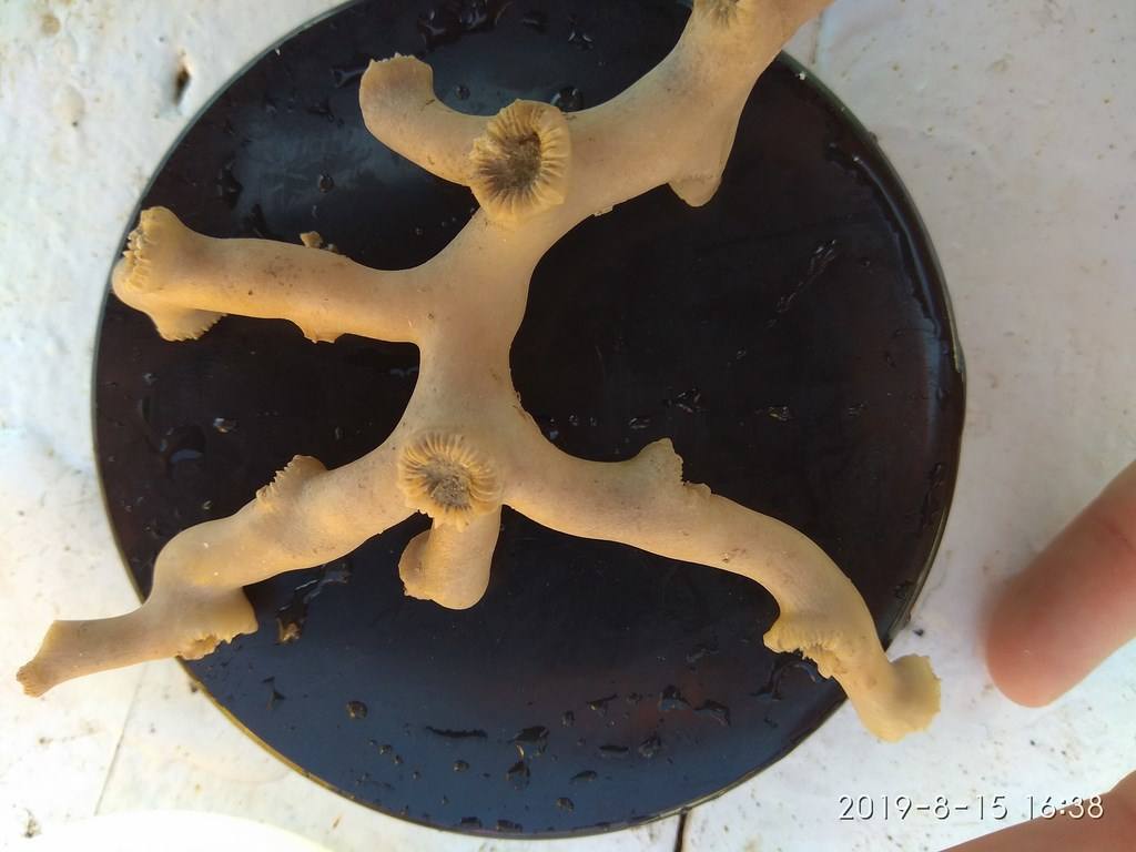 Científicos del IEO y de la Universidad de Alicante documentan la existencia de especies vulnerables en los montes submarinos de Torrevieja a Águilas para impulsar su protección