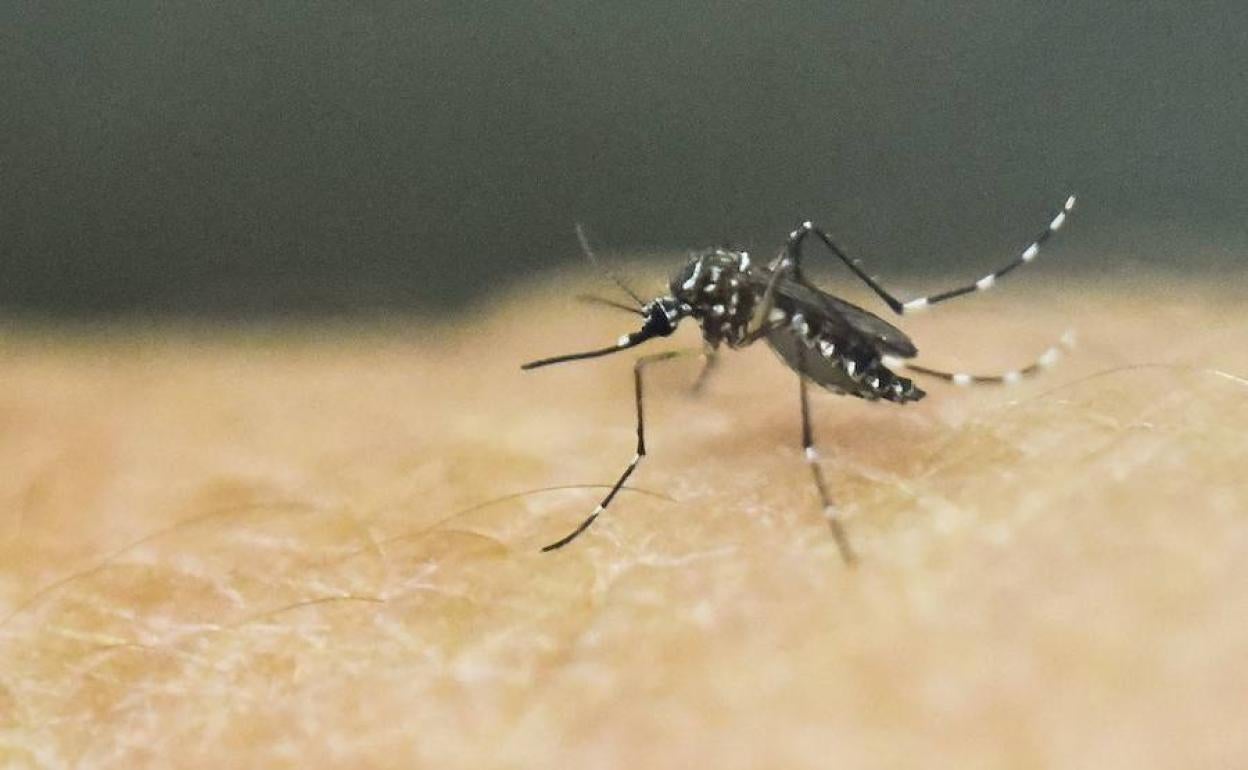 Mosquito 'Aedes aegypti', que puede ser portador del virus del dengue. 