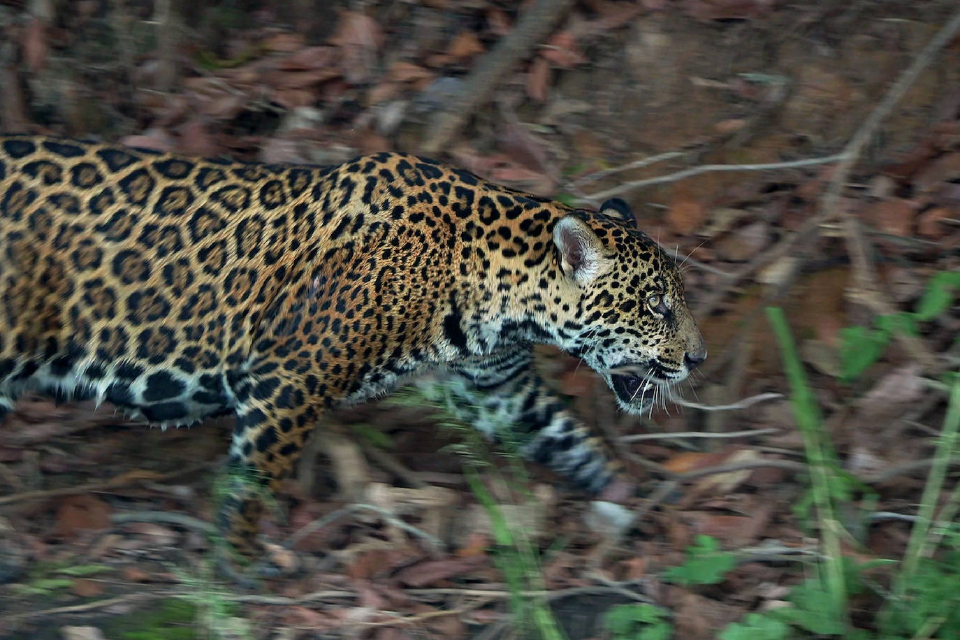 El fotógrafo Andoni Canela rastrea a jaguares, pumas, linces, leones, tigres, leopardos y guepardos en su proyecto multimedia 'Panteras'.