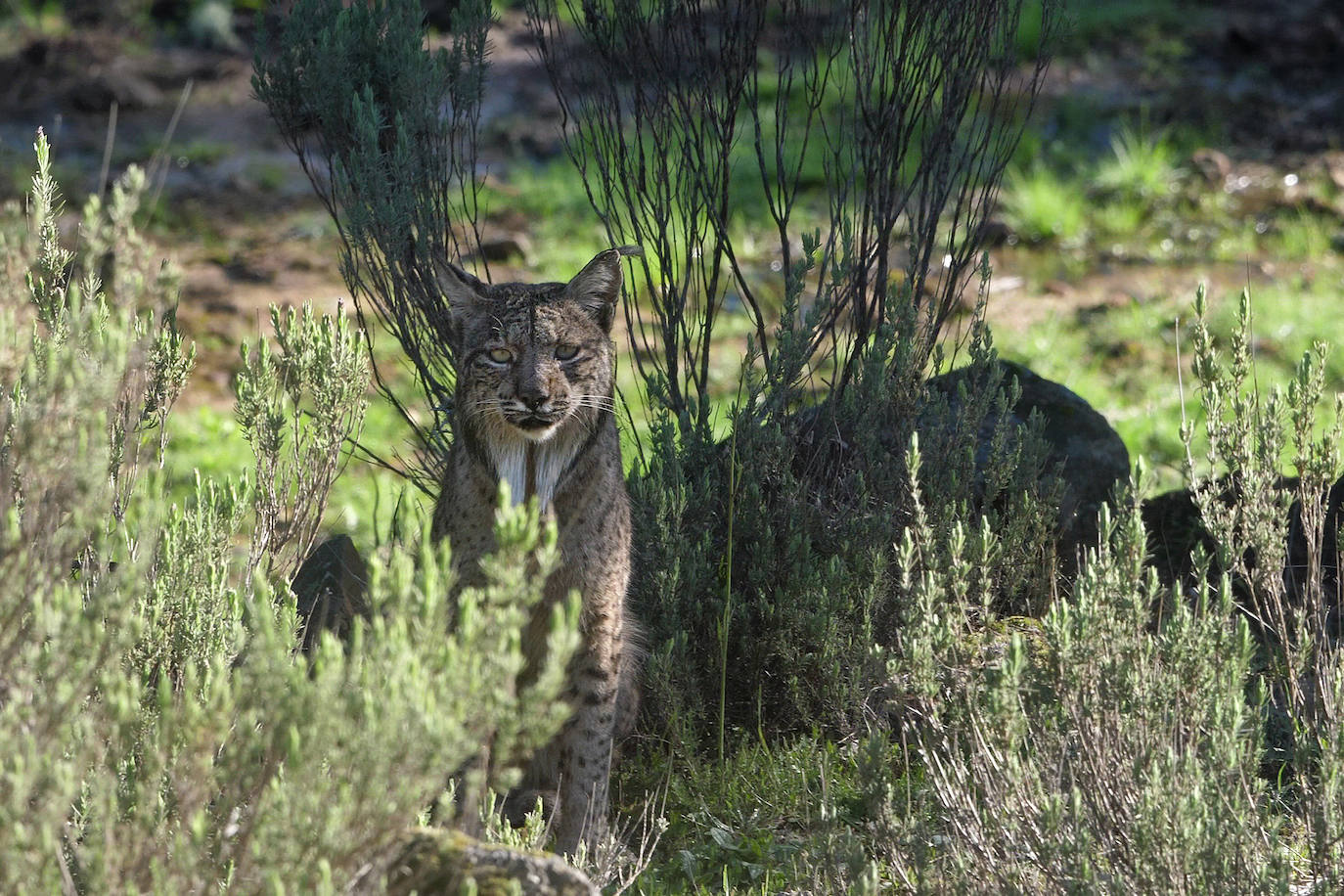 El fotógrafo Andoni Canela rastrea a jaguares, pumas, linces, leones, tigres, leopardos y guepardos en su proyecto multimedia 'Panteras'.