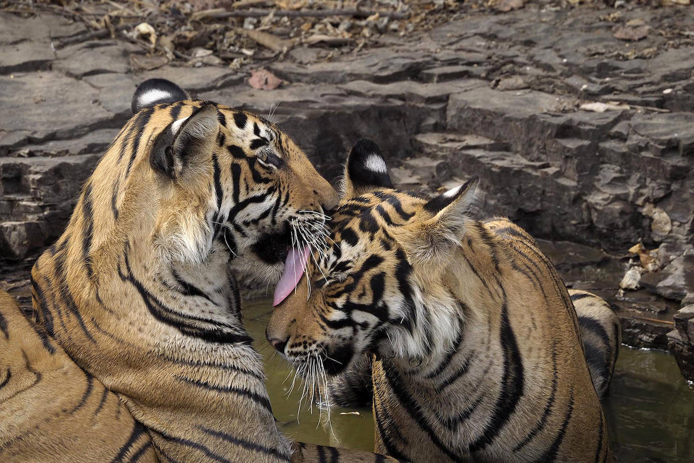 El fotógrafo Andoni Canela rastrea a jaguares, pumas, linces, leones, tigres, leopardos y guepardos en su proyecto multimedia 'Panteras'.
