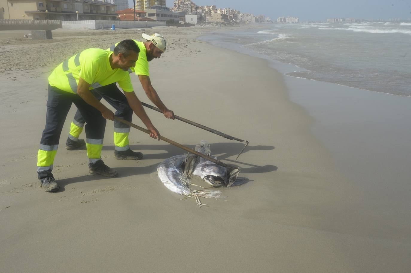 Salud advierte del riesgo de consumir estos animales, procedentes de un vivero situado en el Mediterráneo.
