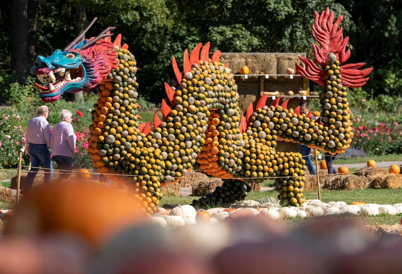 Cientos de calabazas se exhiben en los jardines del palacio barroco de Ludwigsburg, en Alemania, durante un festival que durará hasta el 3 de noviembre y que este año lleva por tema los cuentos de hadas. 