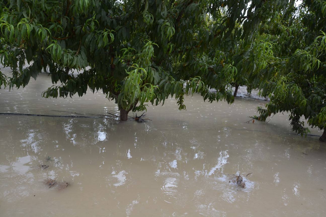 El Ayuntamiento de Cieza ha aprobado solicitar al Consejo de Ministros la declaración de su término Municipal así como del resto de municipios de la Región afectados, como zona afectada gravemente por una emergencia de protección civil.
