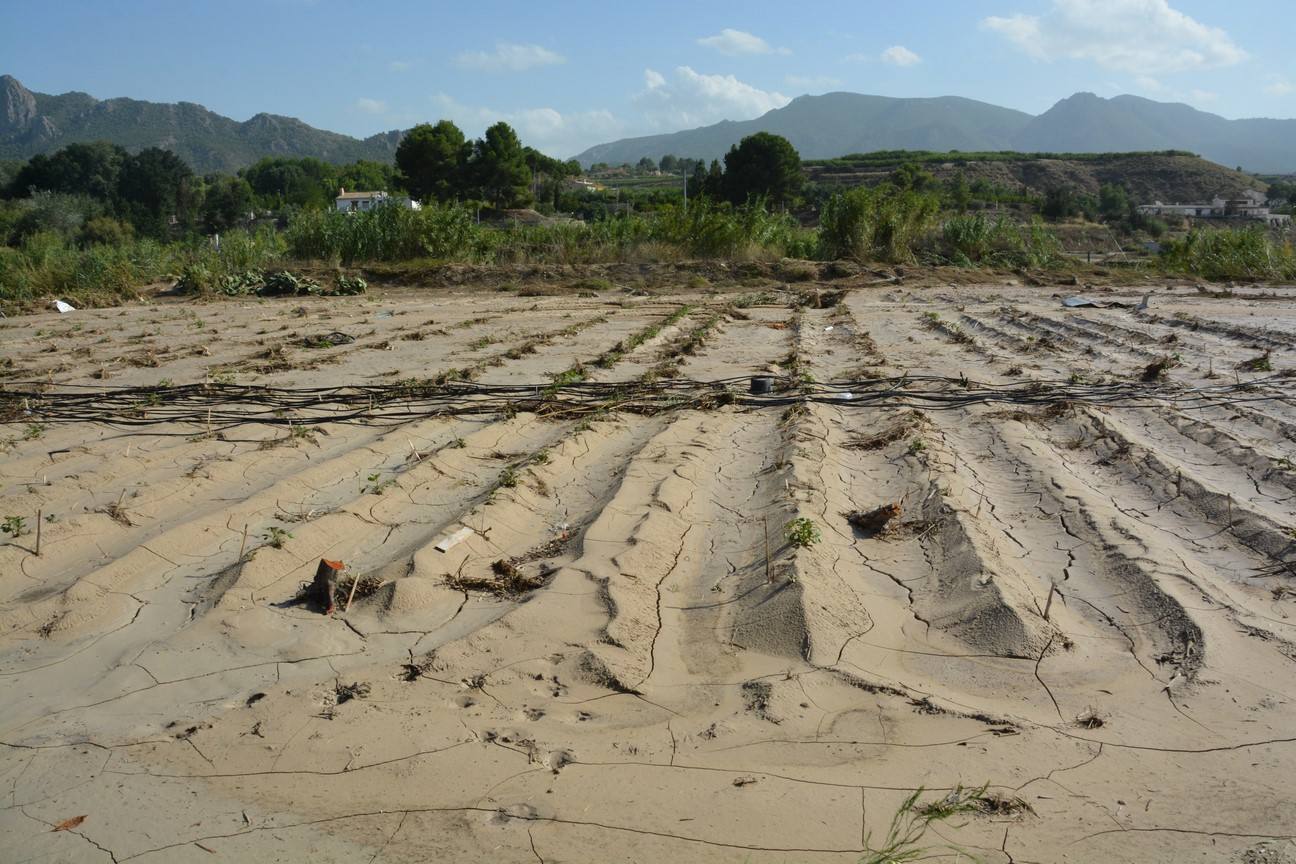 El Ayuntamiento de Cieza ha aprobado solicitar al Consejo de Ministros la declaración de su término Municipal así como del resto de municipios de la Región afectados, como zona afectada gravemente por una emergencia de protección civil.