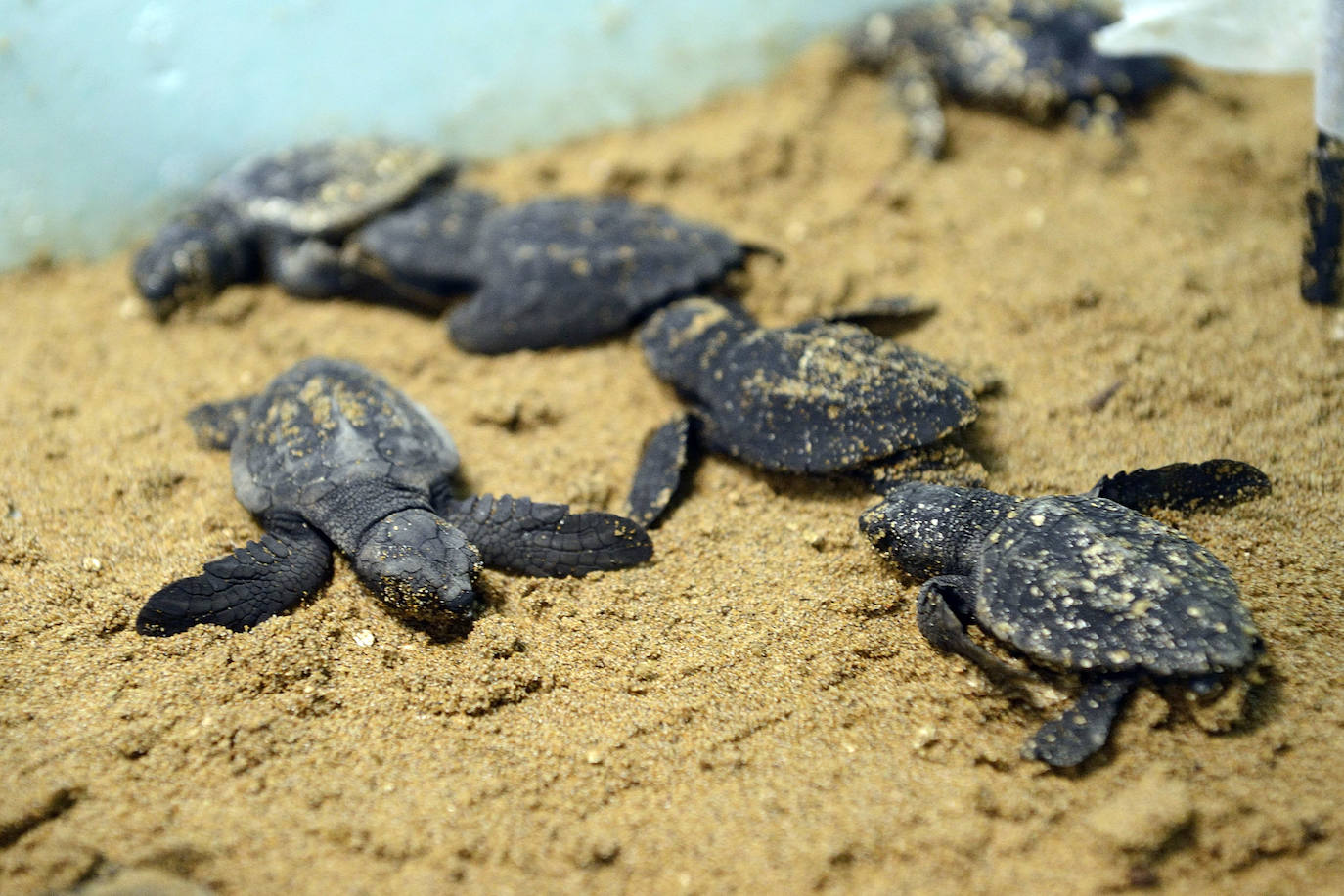 El Centro de Recuperación de la Fauna Silvestre El Valle custodia con mimo las tortugas bobas nacidas de la histórica nidada de Calblanque