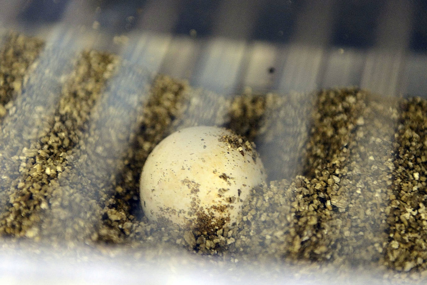 El Centro de Recuperación de la Fauna Silvestre El Valle custodia con mimo las tortugas bobas nacidas de la histórica nidada de Calblanque