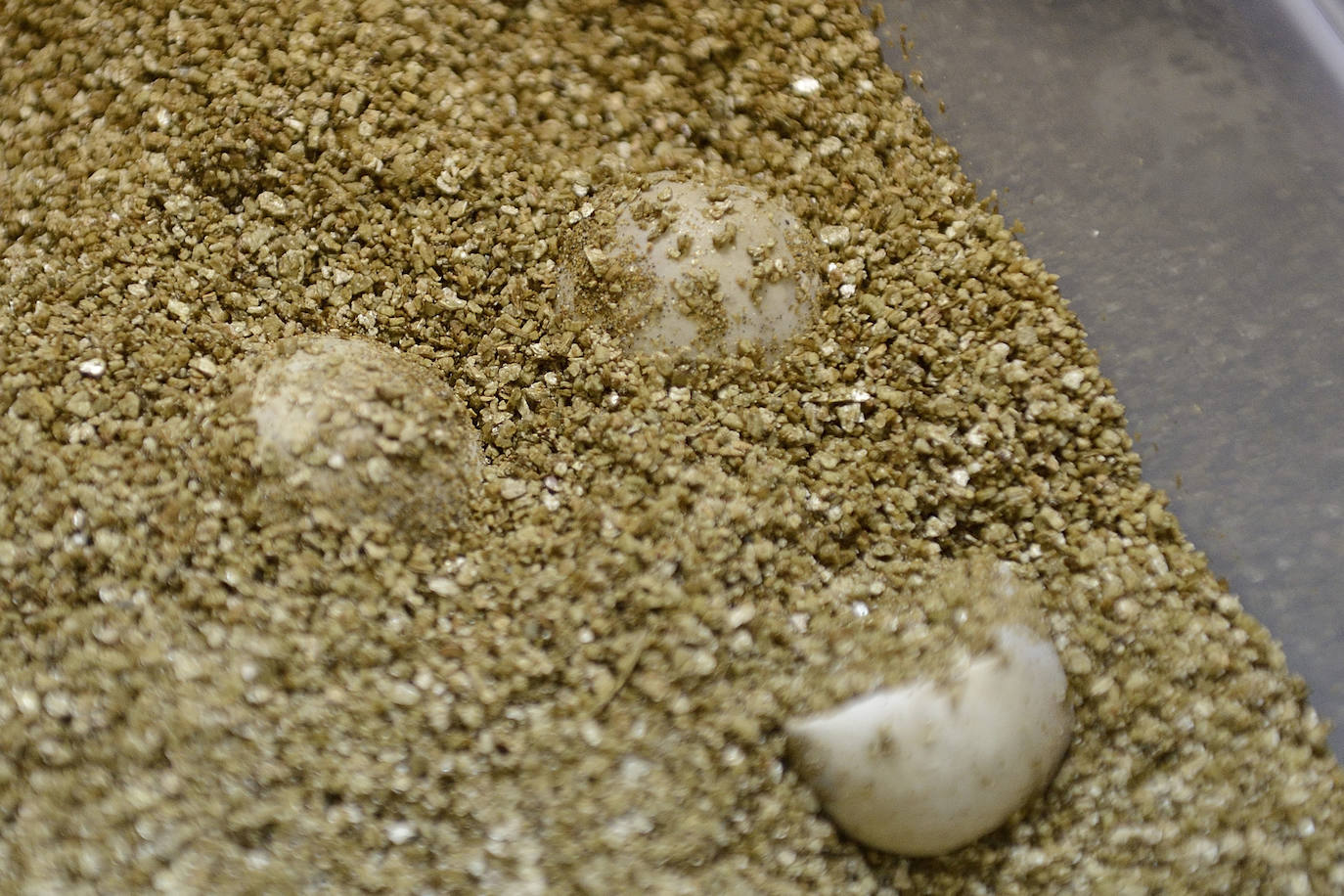 El Centro de Recuperación de la Fauna Silvestre El Valle custodia con mimo las tortugas bobas nacidas de la histórica nidada de Calblanque