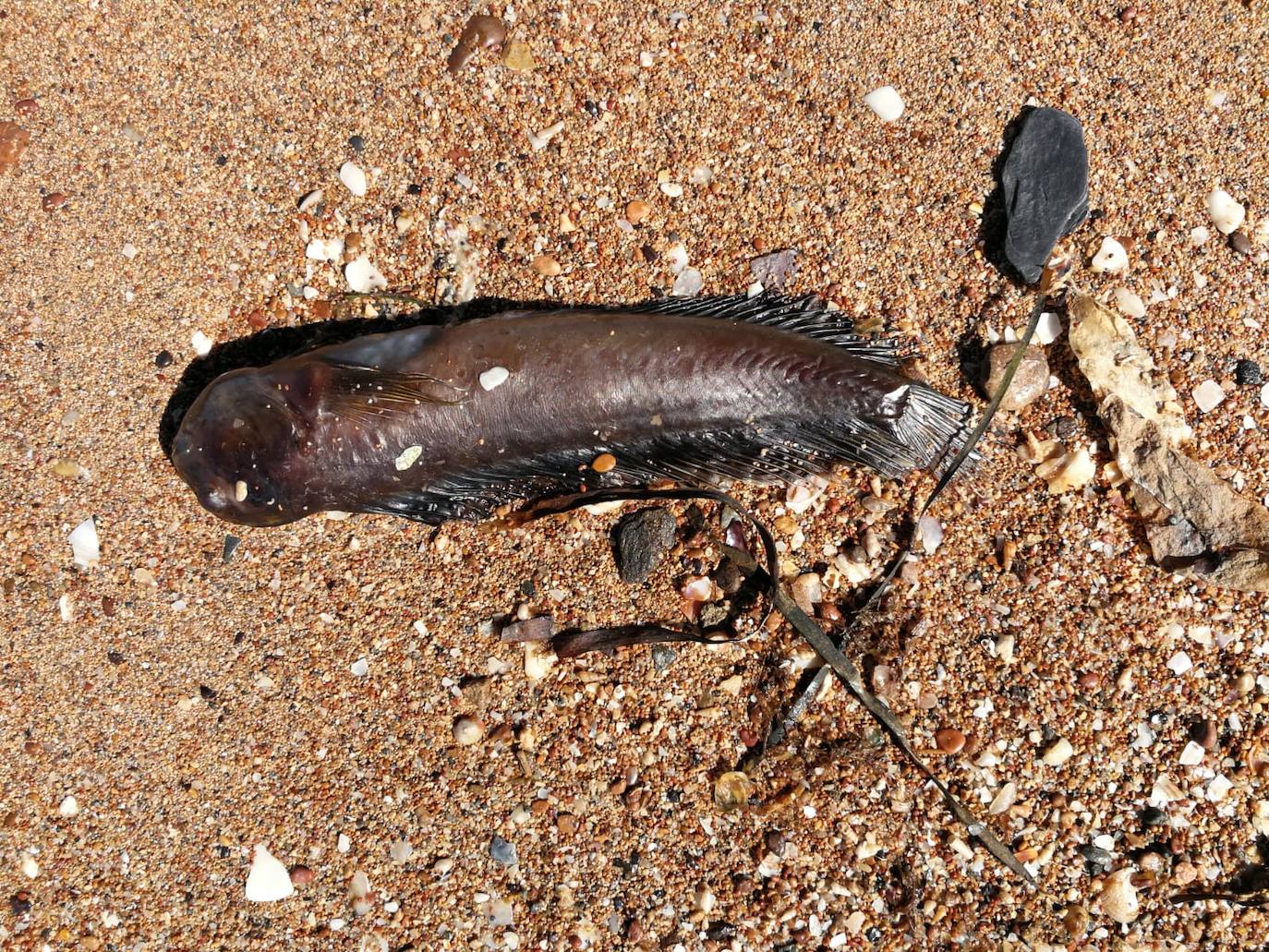 Medio Ambiente activa un protocolo para notificar la mortandad de caballitos u otras especies.