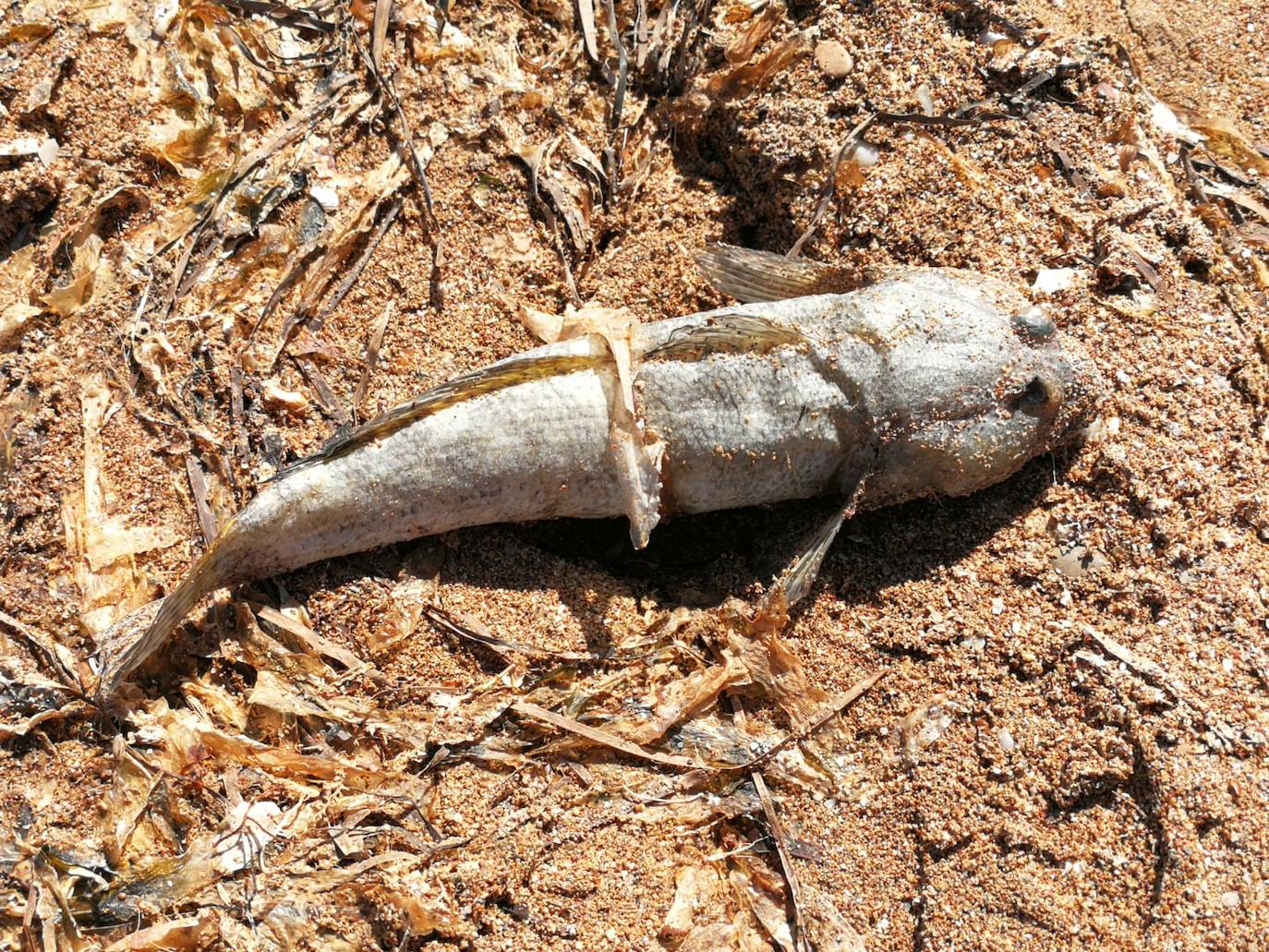 Medio Ambiente activa un protocolo para notificar la mortandad de caballitos u otras especies.