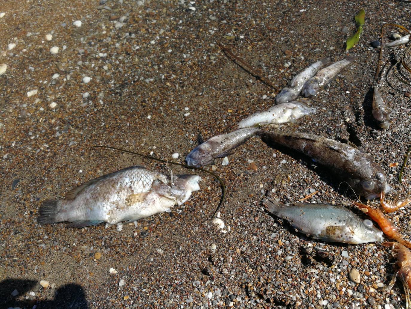 Medio Ambiente activa un protocolo para notificar la mortandad de caballitos u otras especies.