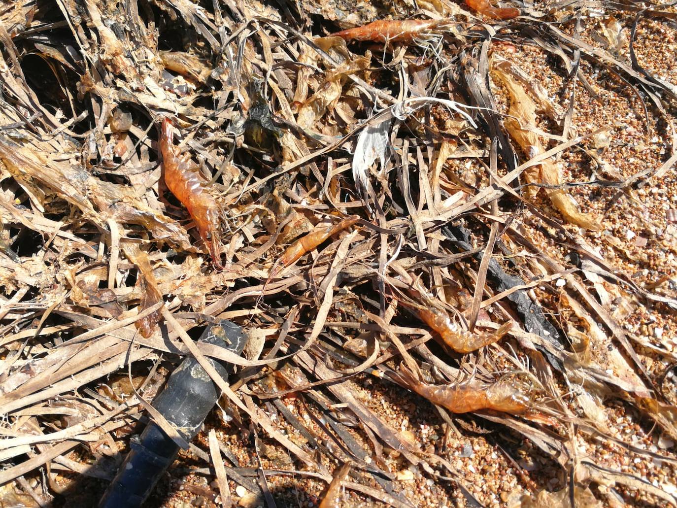 Medio Ambiente activa un protocolo para notificar la mortandad de caballitos u otras especies.