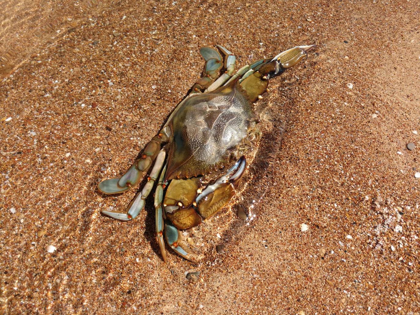 Medio Ambiente activa un protocolo para notificar la mortandad de caballitos u otras especies.