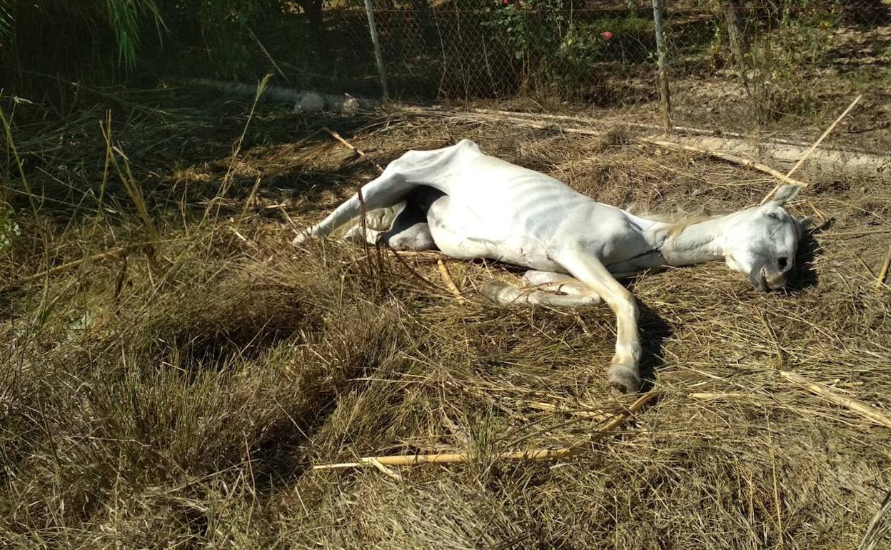 El caballo, tendido en la zona de huerta donde fue encontrado.