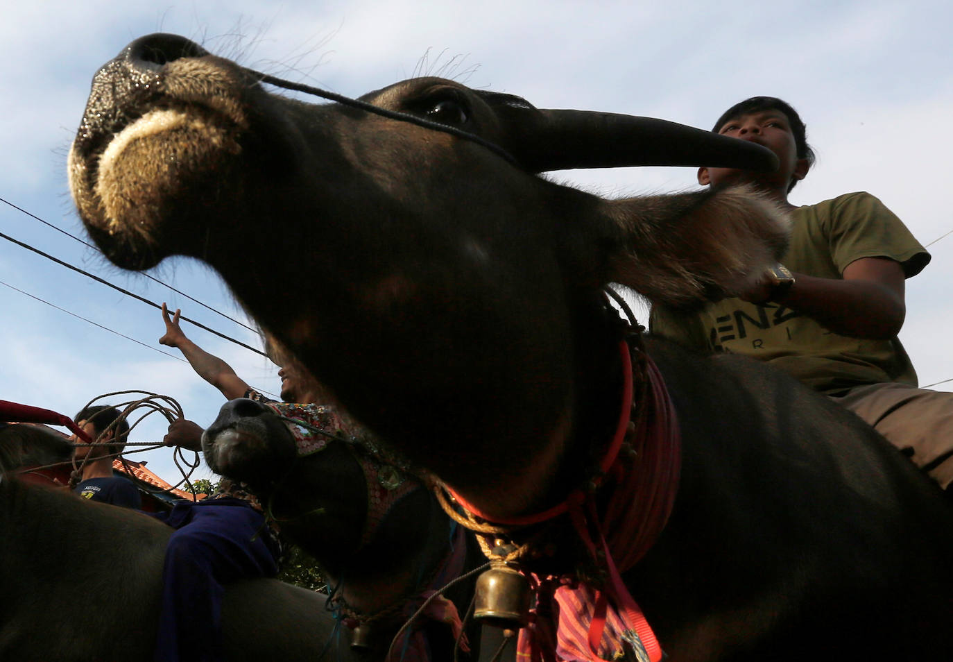 Varias personas participan en peleas y en carreras de búfalos y caballos organizadas con motivo de la culminación de la festividad de «Pchum Ben» o día de los ancestros, en la población de Sithor, Camboya.