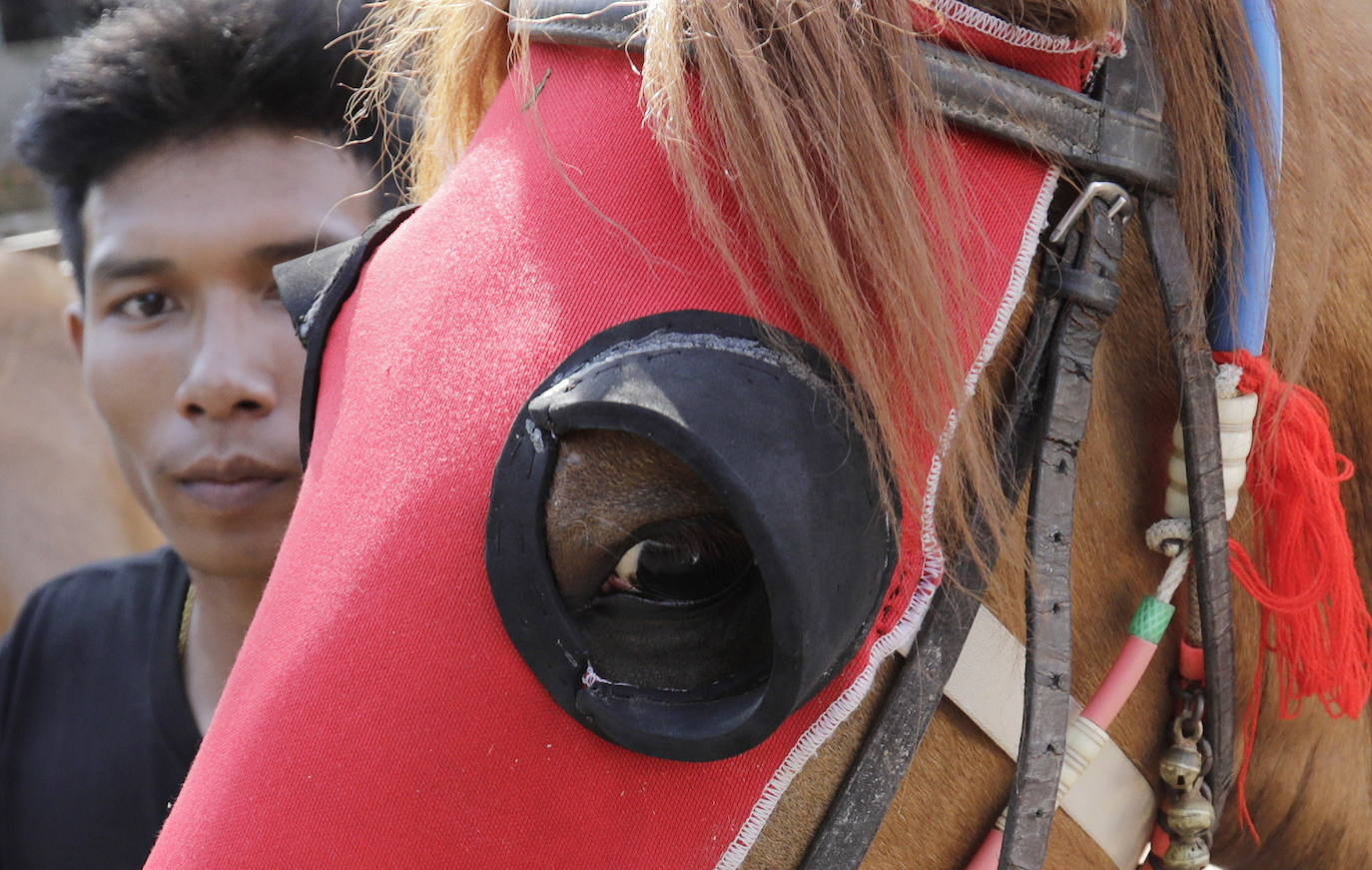 Varias personas participan en peleas y en carreras de búfalos y caballos organizadas con motivo de la culminación de la festividad de «Pchum Ben» o día de los ancestros, en la población de Sithor, Camboya.