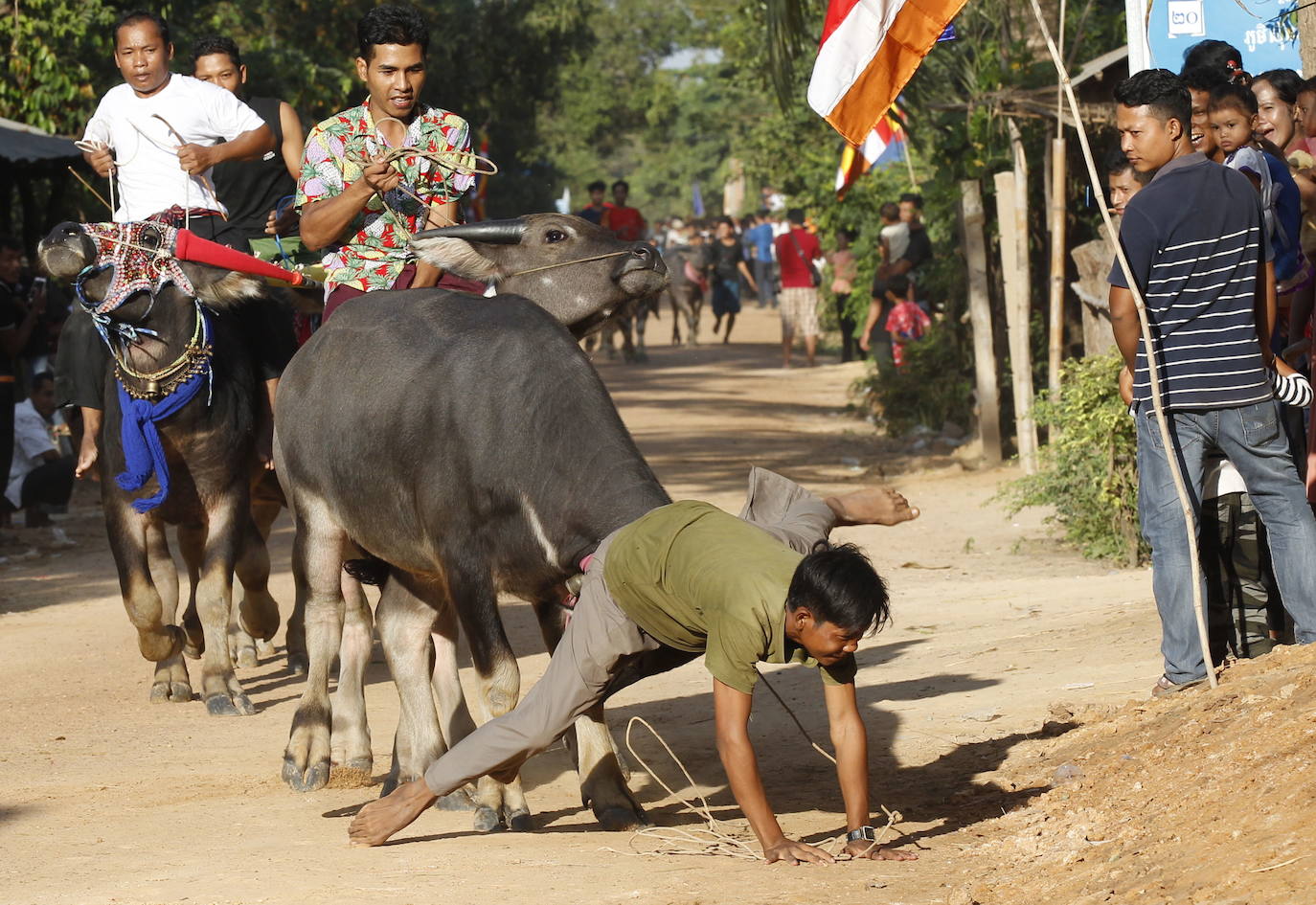 Varias personas participan en peleas y en carreras de búfalos y caballos organizadas con motivo de la culminación de la festividad de «Pchum Ben» o día de los ancestros, en la población de Sithor, Camboya.