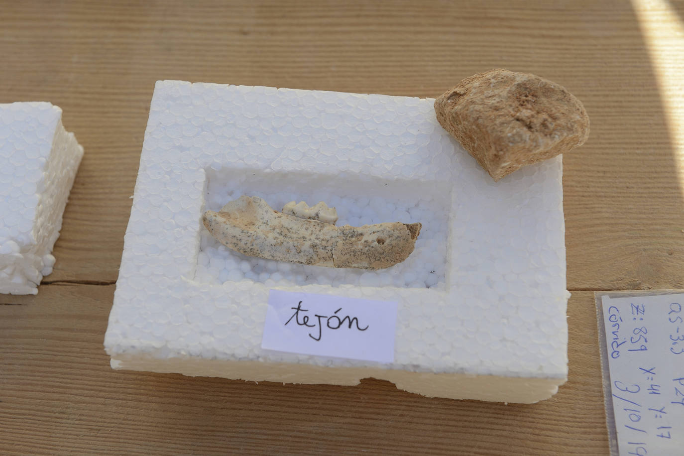 El yacimiento paleontológico de Abanilla suma esta campaña un centenar de nuevos registros de grandes mamíferos, y otros tantos de roedores, anfibios, aves y reptiles de hace un millón de años