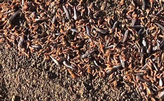 Los restos de los langostinos muertos a orillas del Mar Menor, este domingo.