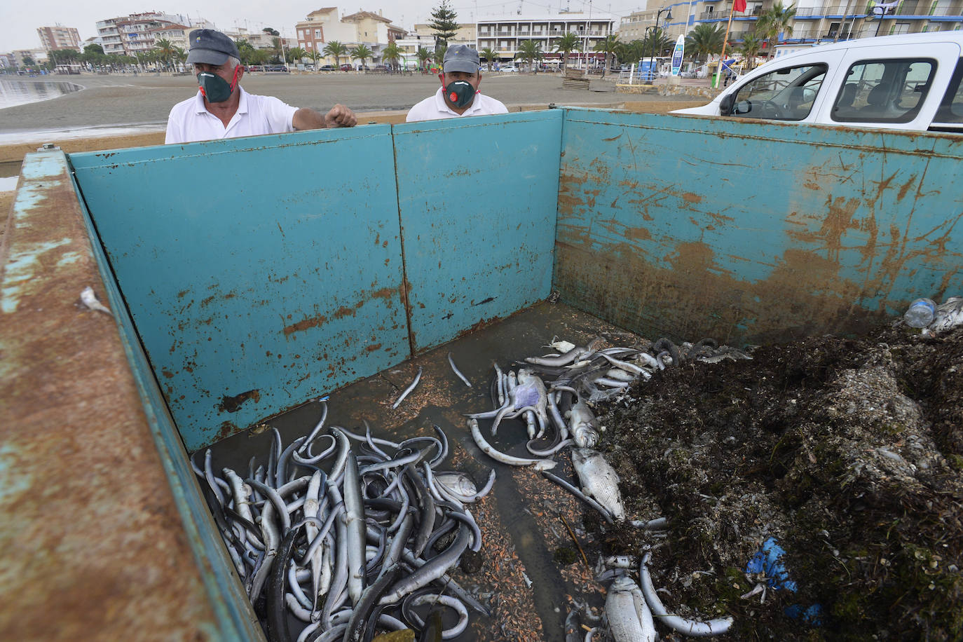 Siguen retirando peces muertos en San Pedro