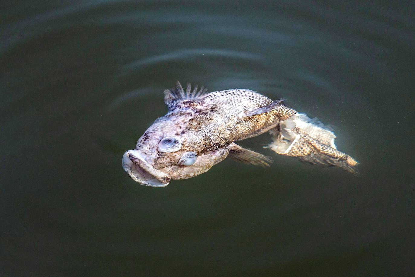 Siguen retirando peces muertos en San Pedro