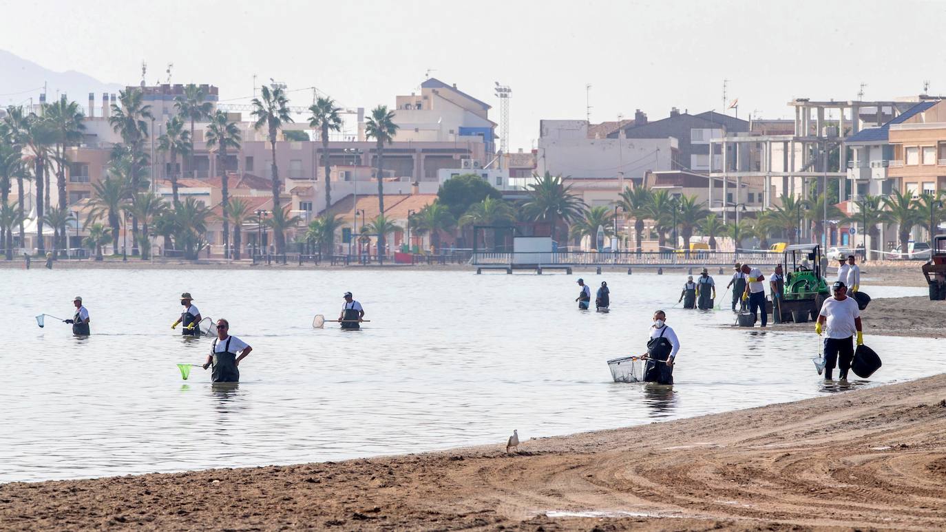 Siguen retirando peces muertos en San Pedro