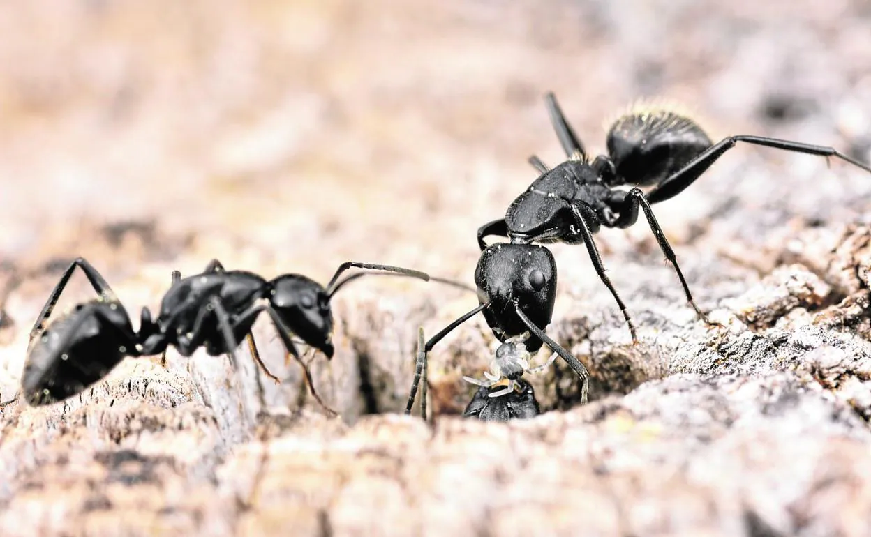 Ejemplares de la especie 'Camponotus vagus'. 