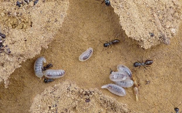Hormigas 'Cataglyphis iberica' fotografiadas en Águilas. 