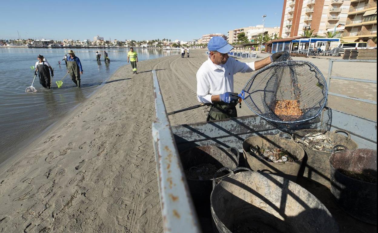 Recogida de peces y moluscos muertos en las playas del Mar Menor, este martes.