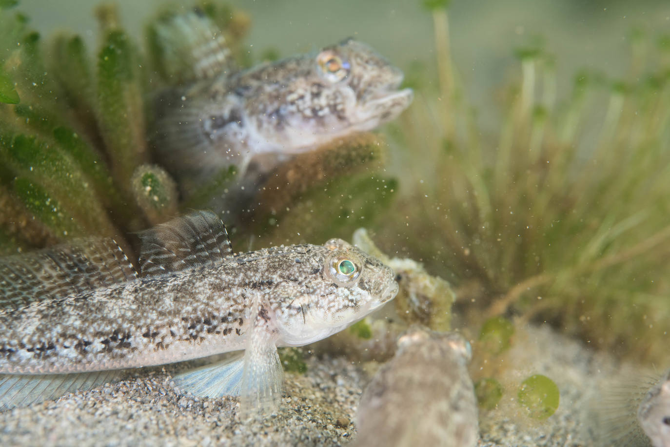 Miles de peces que han sobrevivido al episodio de anoxia se apiñan en arenales del norte de la laguna,donde compiten entre ellos sin apenas espacio ni alimento