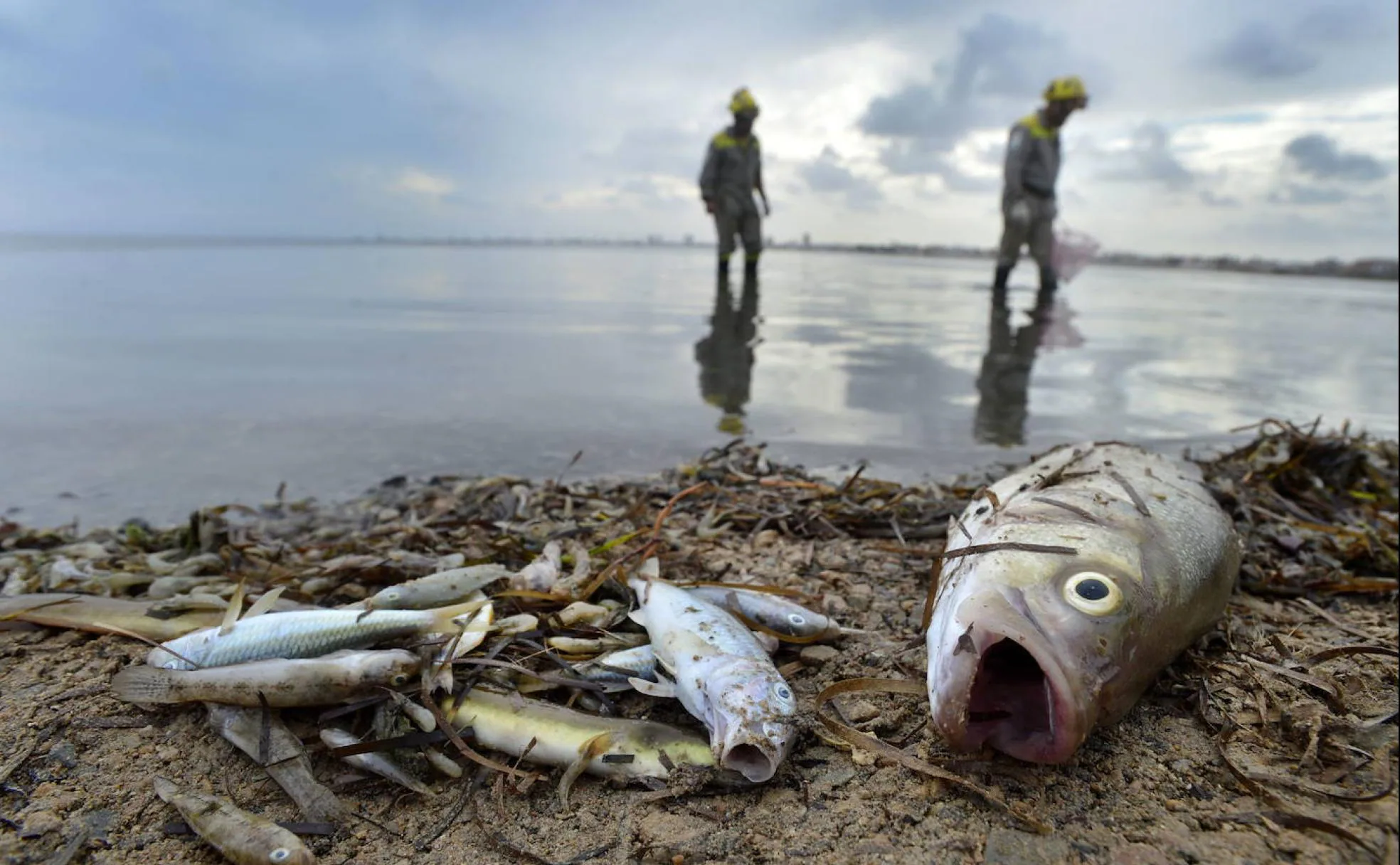 Peces muertos en la playa de Villananitos, el sábado de la semana pasada.