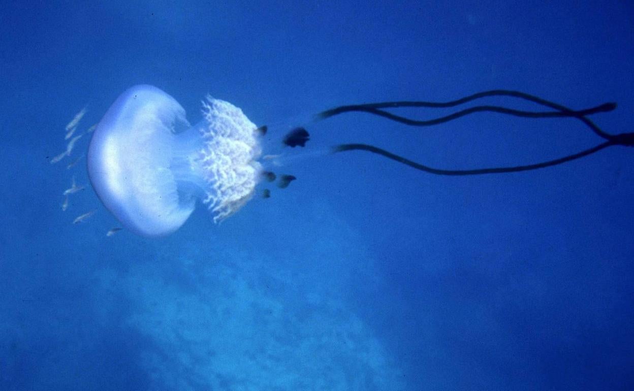 La 'Rhizostoma luteum', en una foto de archivo.