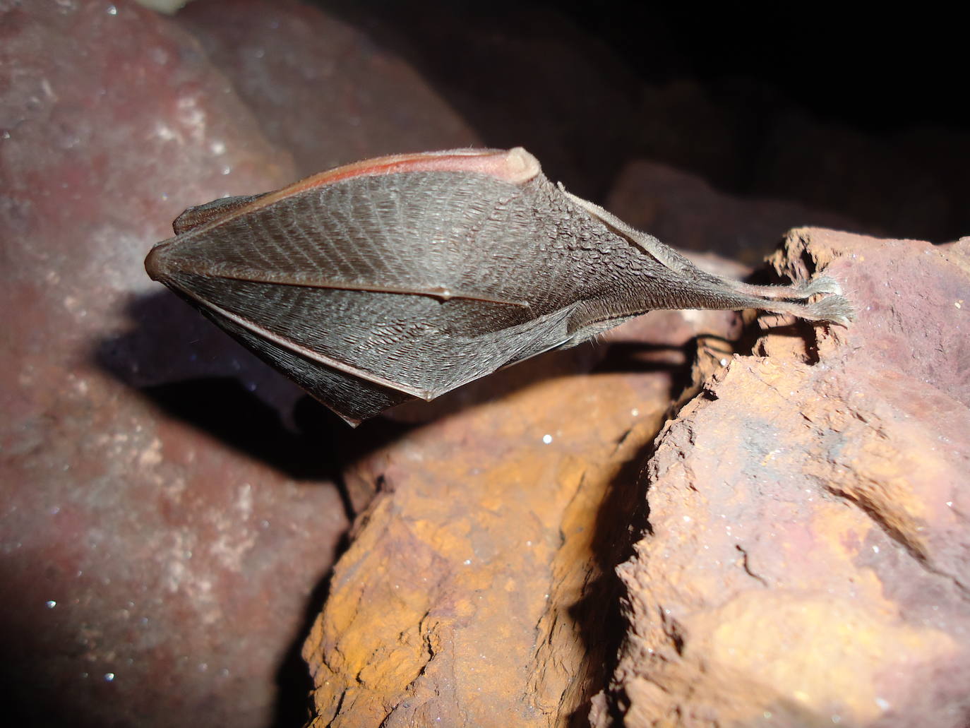Un estudio revela la importancia de esta comarca para la conservación de los quirópteros forestales.