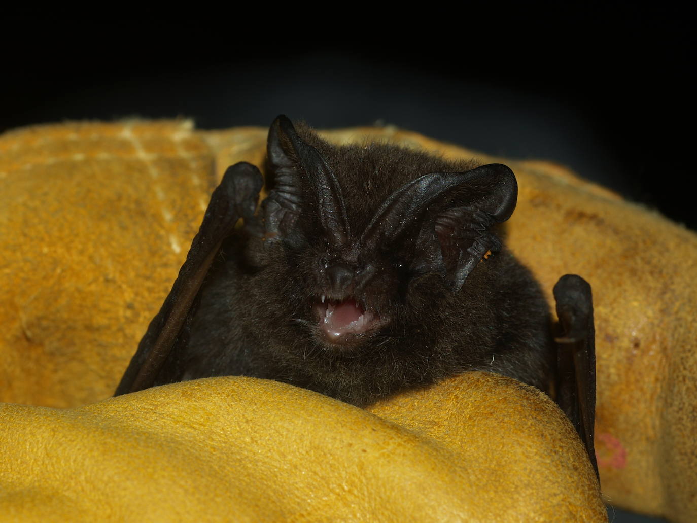 Un estudio revela la importancia de esta comarca para la conservación de los quirópteros forestales.