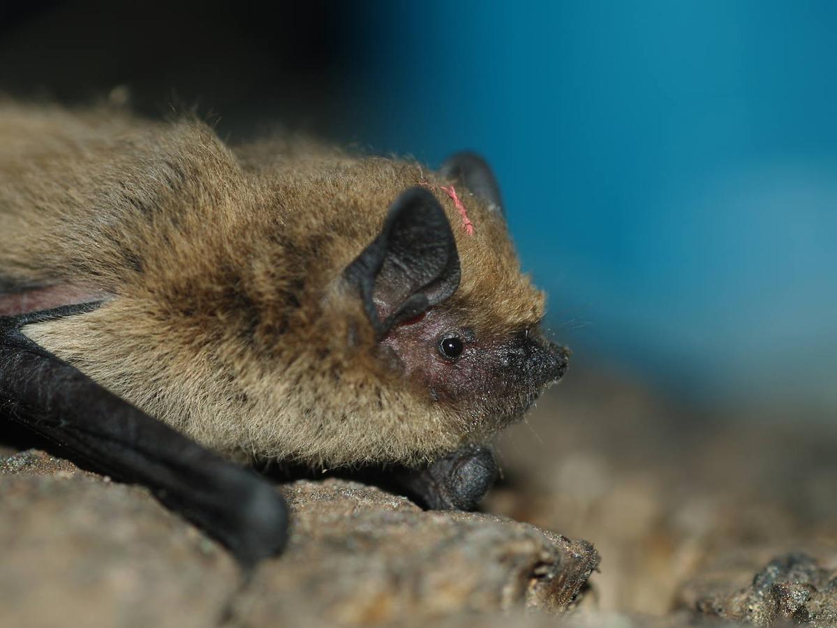 Un estudio revela la importancia de esta comarca para la conservación de los quirópteros forestales.