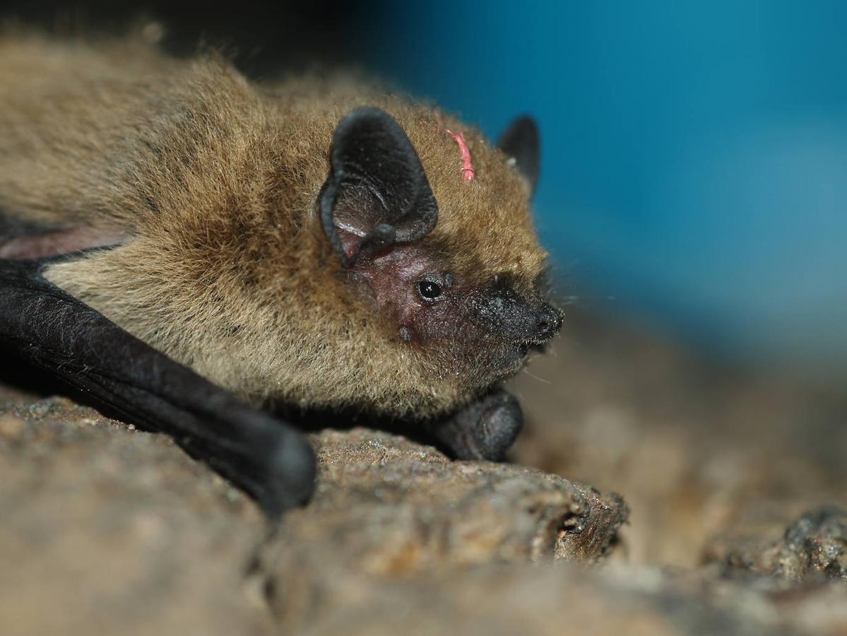 Un estudio revela la importancia de esta comarca para la conservación de los quirópteros forestales.
