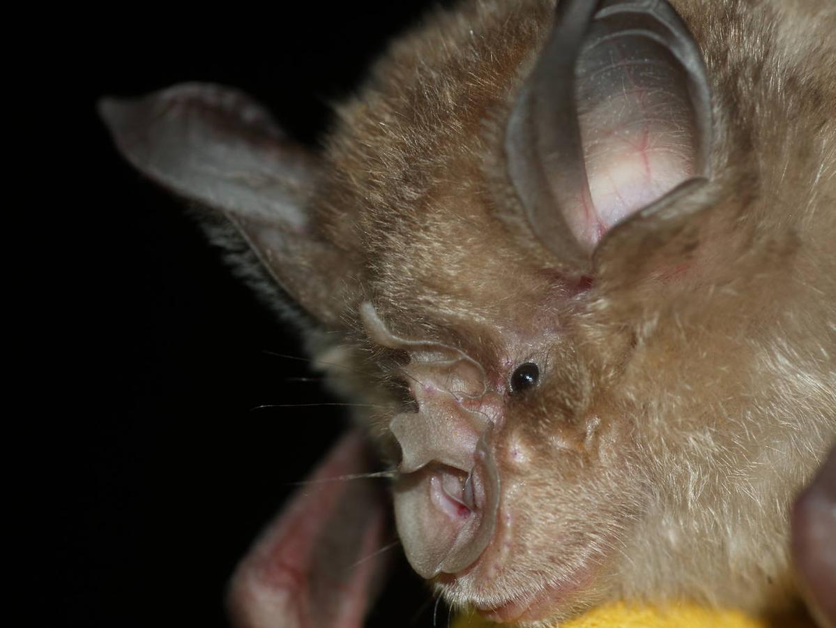 Un estudio revela la importancia de esta comarca para la conservación de los quirópteros forestales.