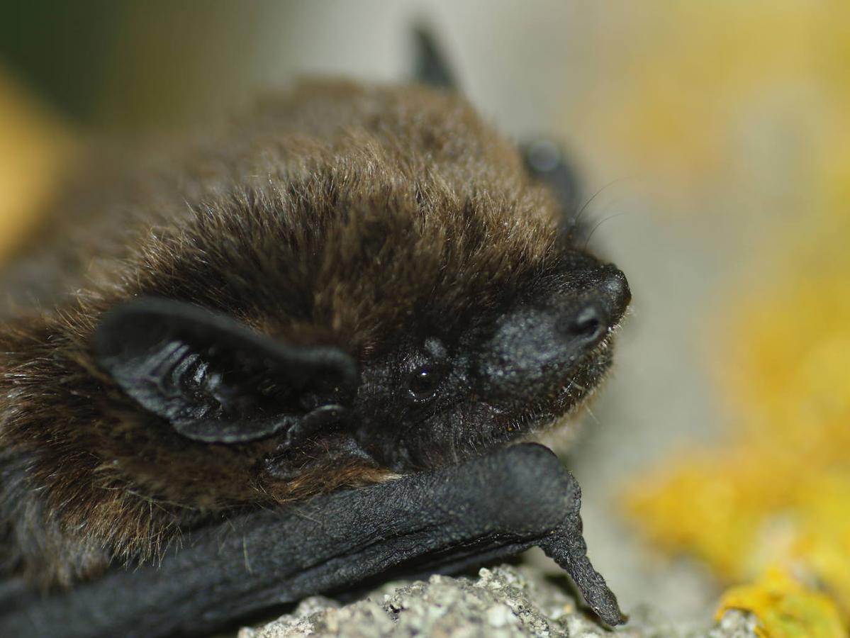 Un estudio revela la importancia de esta comarca para la conservación de los quirópteros forestales.