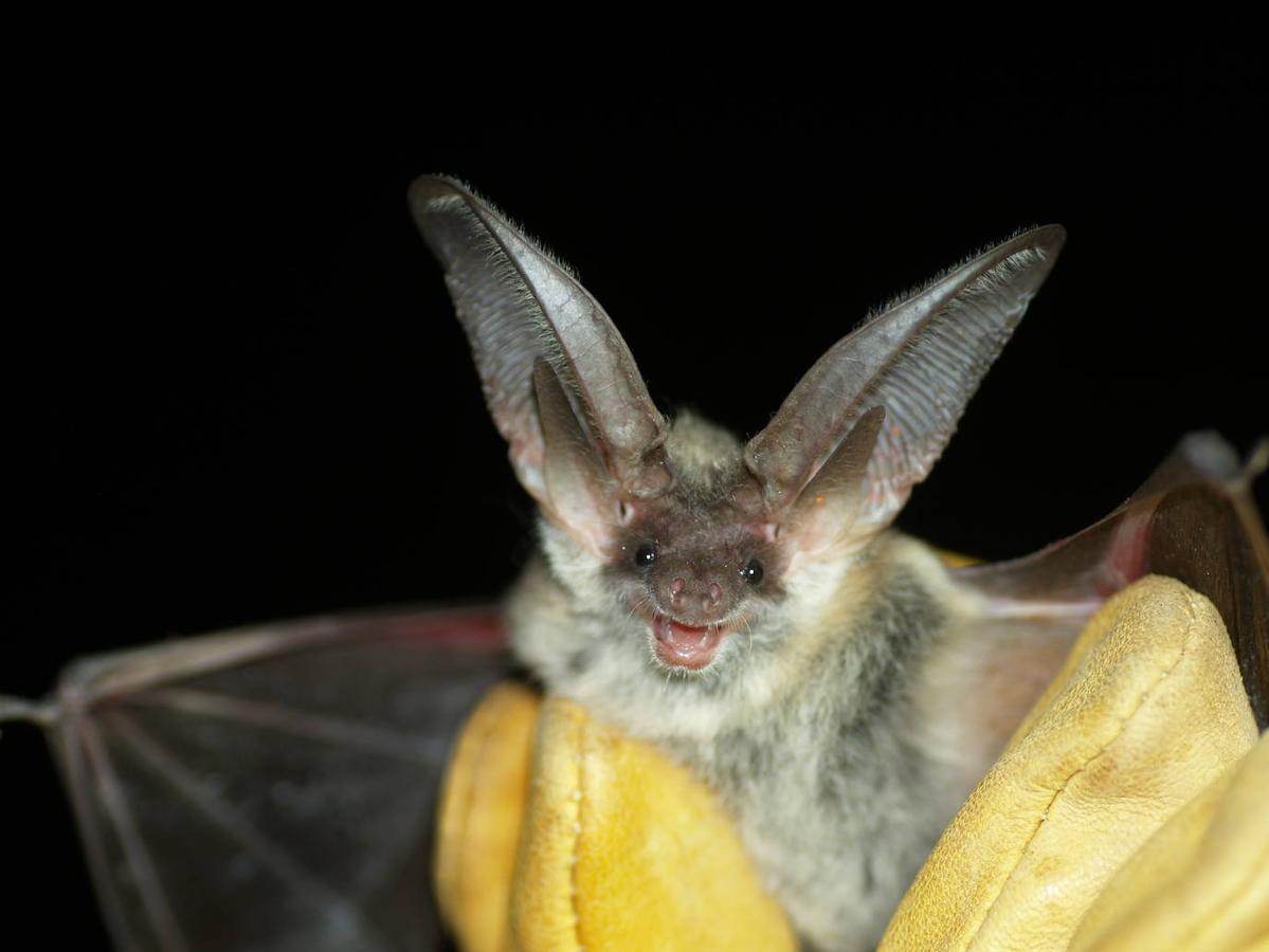 Un estudio revela la importancia de esta comarca para la conservación de los quirópteros forestales.