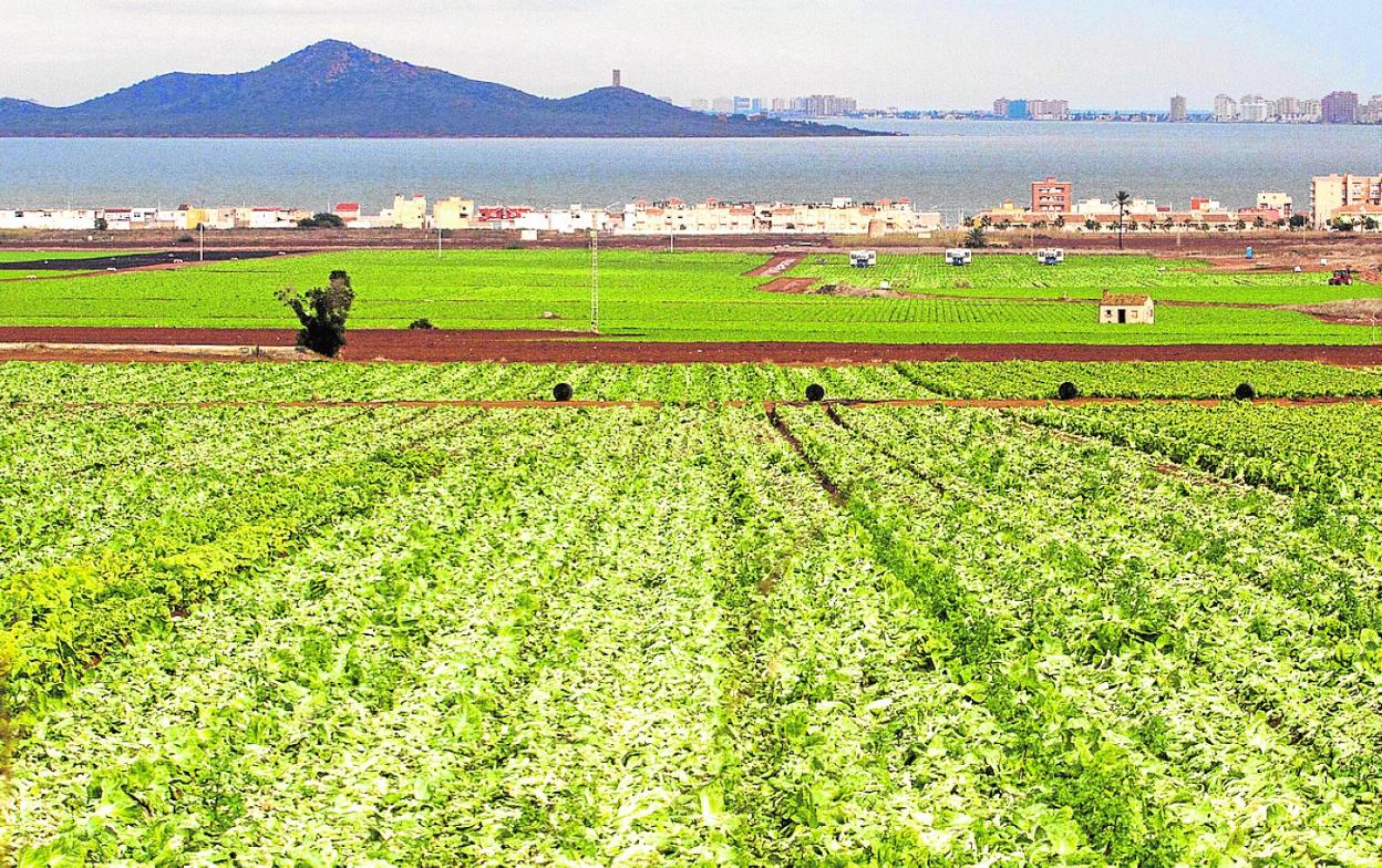 Cultivos en la franja más próxima al Mar Menor. 