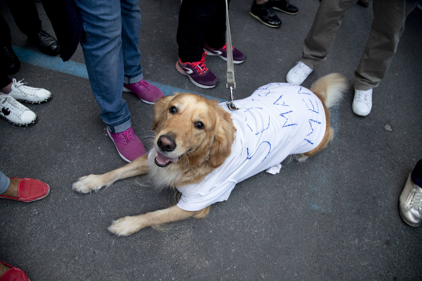 Los manifestantes que este miércoles pidieron medidas para salvar al Mar Menor derrocharon ingenio y creativiad en sus carteles y pancartas.