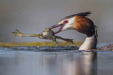 Las especies acuáticas protagonizan las imágenes ganadoras en el concurso internacional de SEO/BirdLife. 