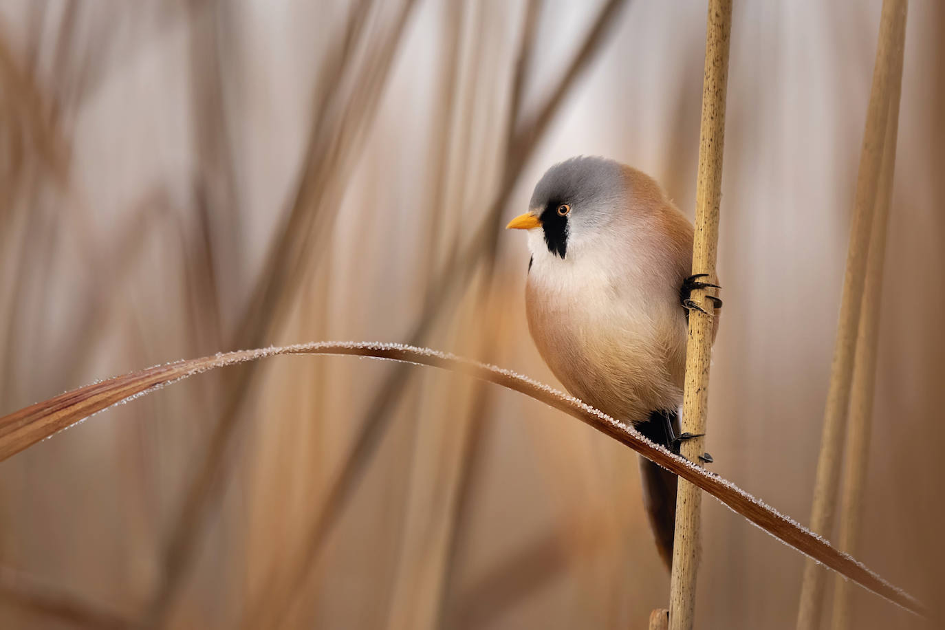 Las especies acuáticas protagonizan las imágenes ganadoras en el concurso internacional de SEO/BirdLife. 
