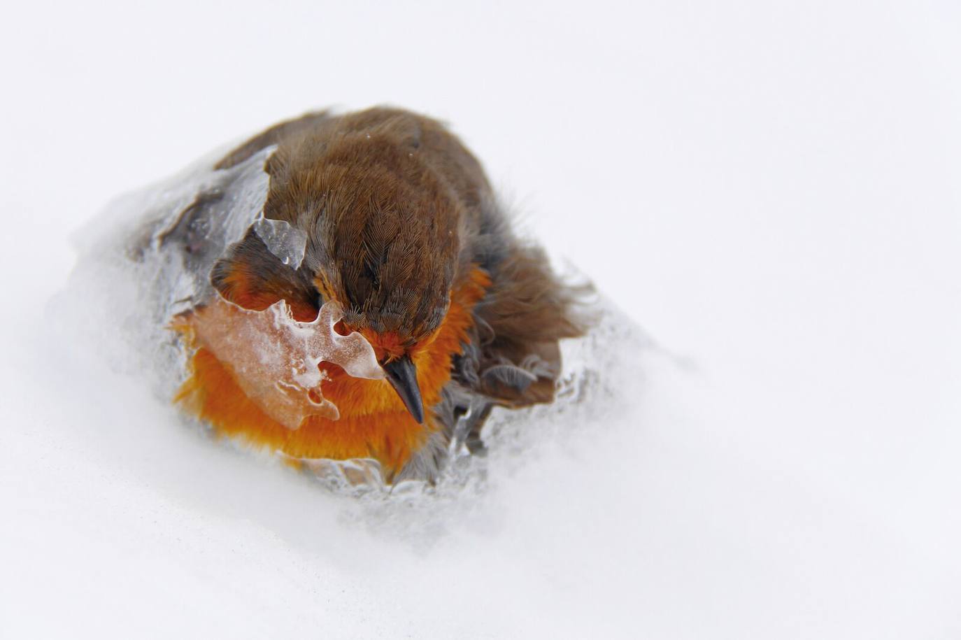 Las especies acuáticas protagonizan las imágenes ganadoras en el concurso internacional de SEO/BirdLife. 