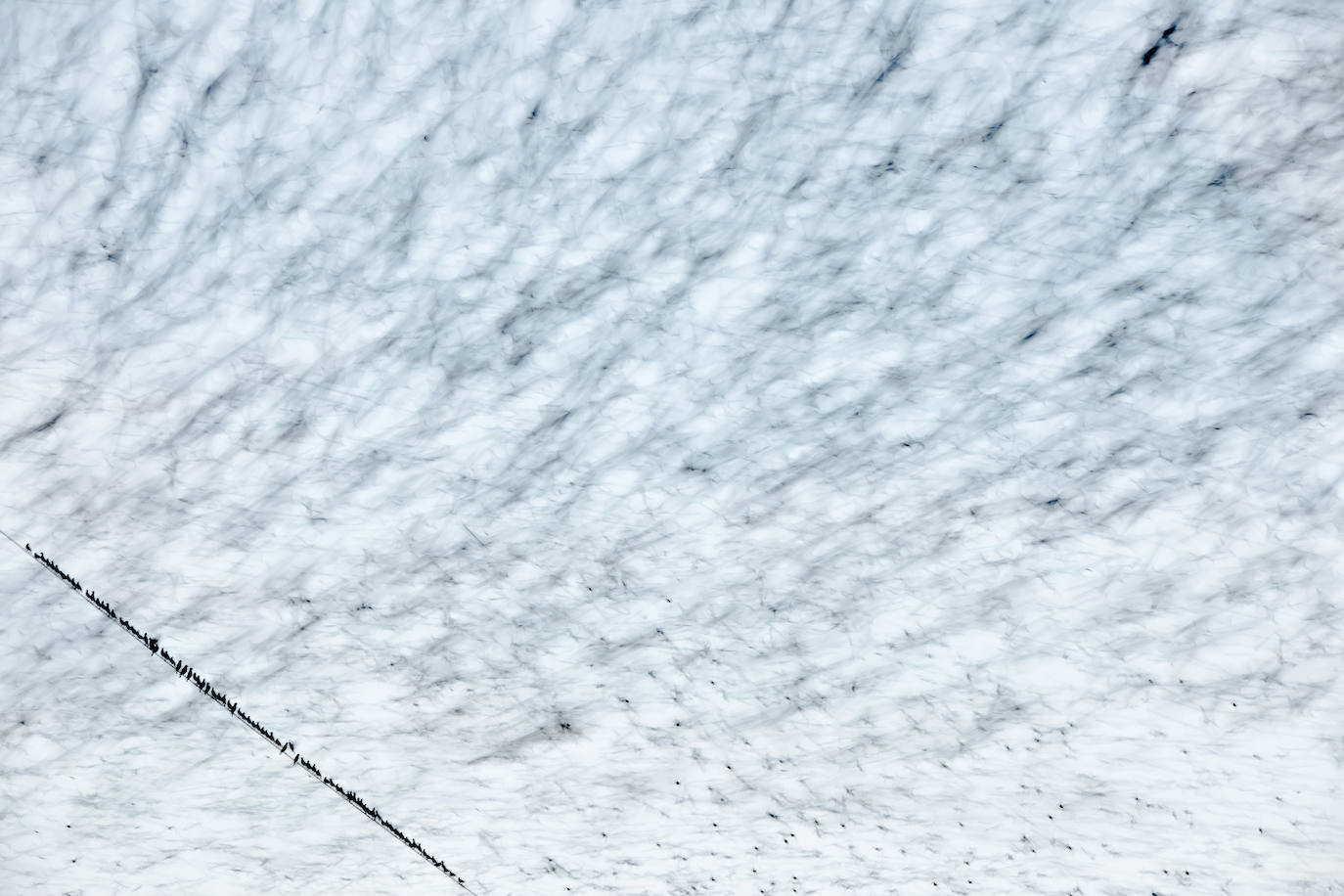 Las especies acuáticas protagonizan las imágenes ganadoras en el concurso internacional de SEO/BirdLife. 