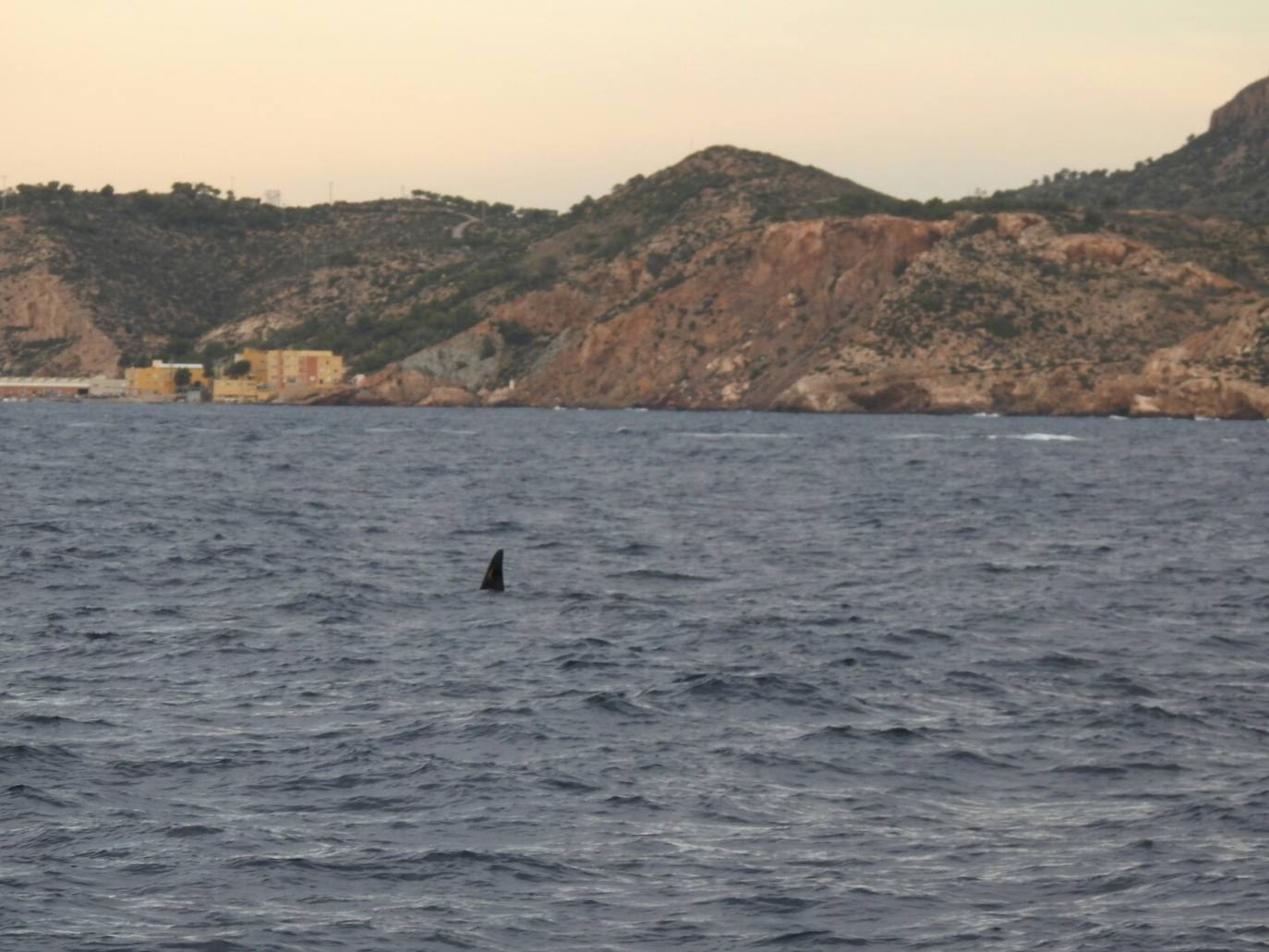 Esta especie de cetáceo ha sido grabada este jueves por primera vez en aguas de la Región frente a Escombreras