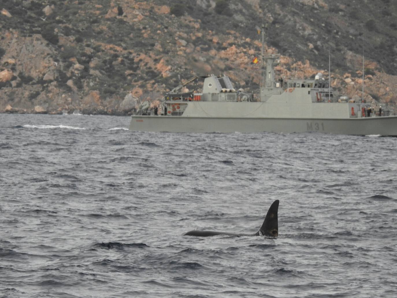 Esta especie de cetáceo ha sido grabada este jueves por primera vez en aguas de la Región frente a Escombreras