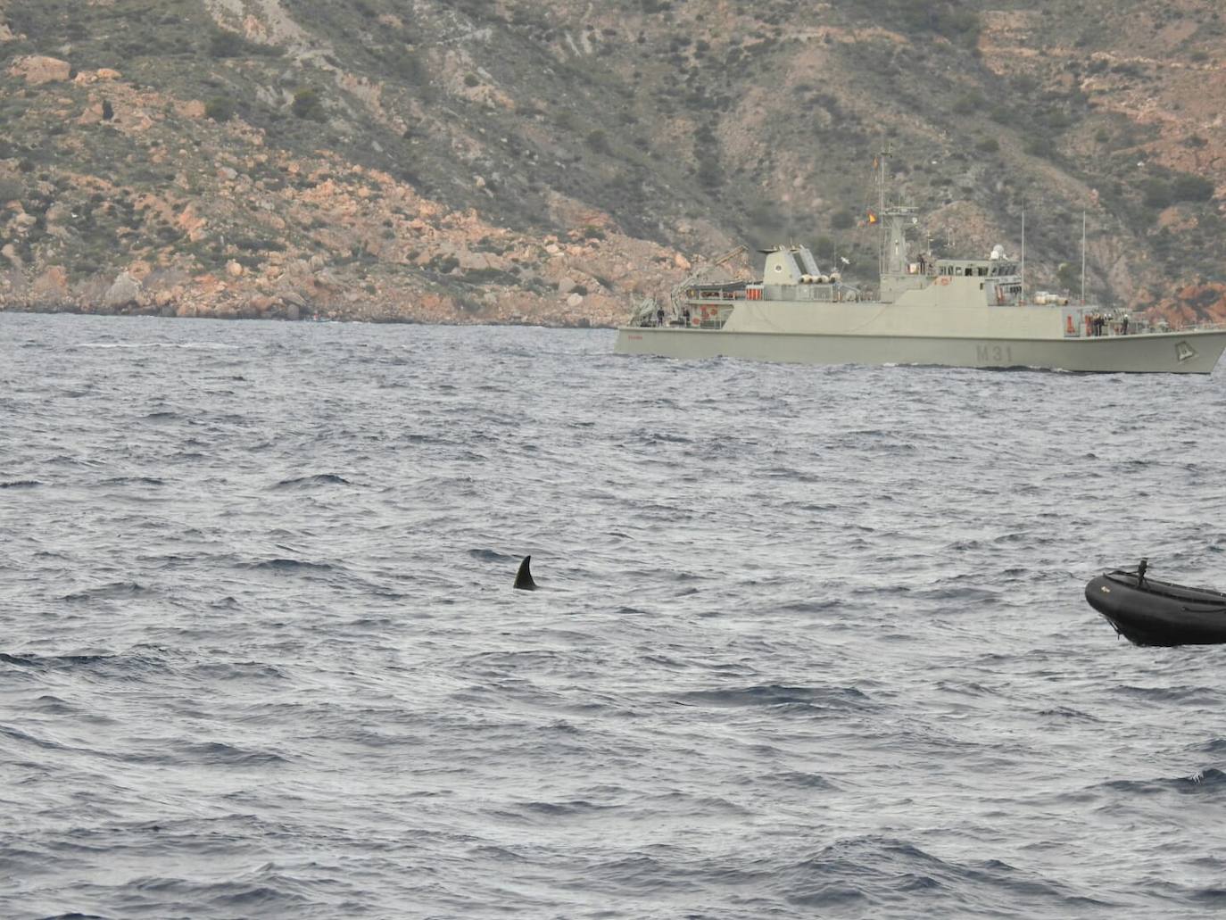 Esta especie de cetáceo ha sido grabada este jueves por primera vez en aguas de la Región frente a Escombreras