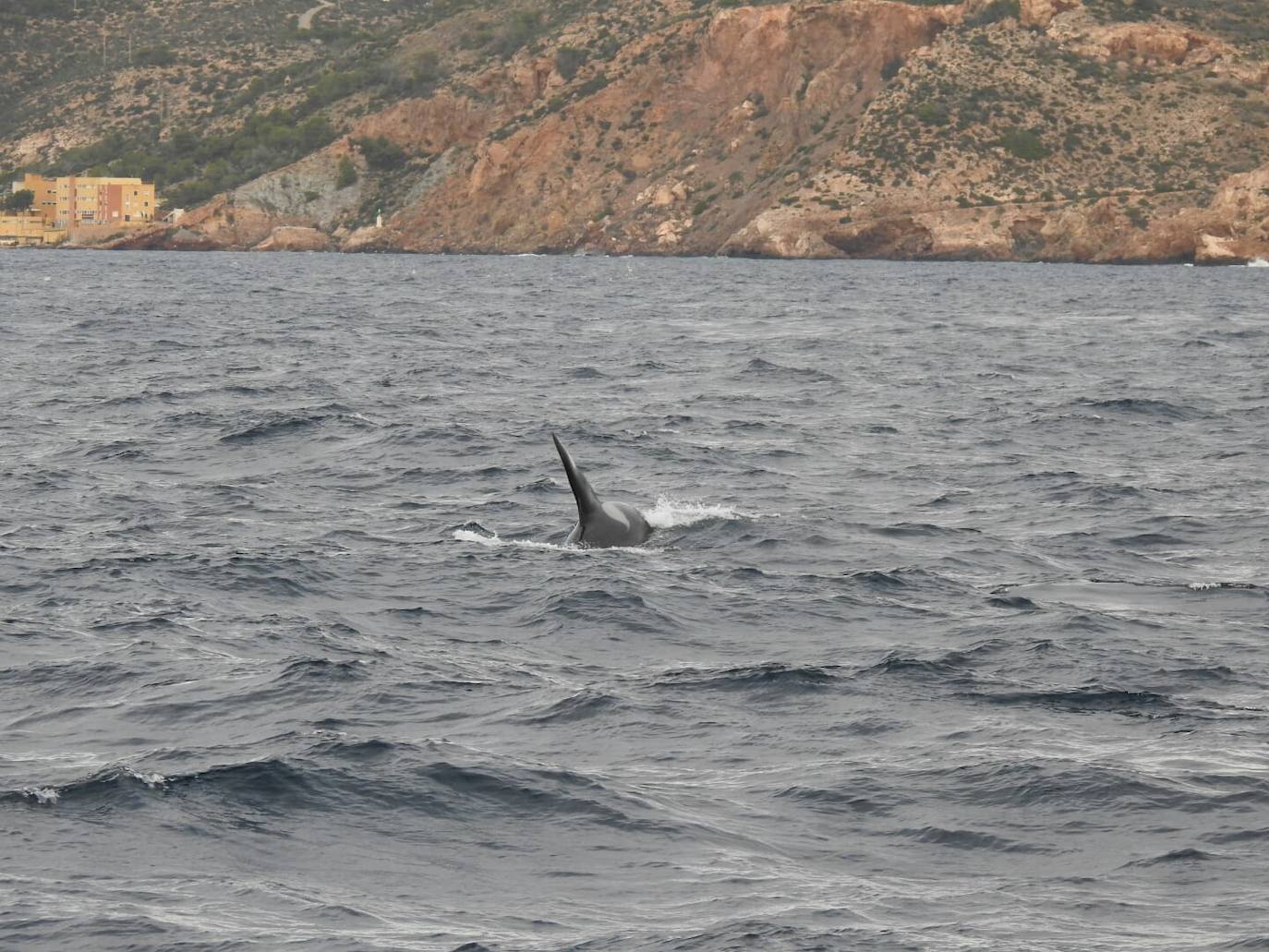 Esta especie de cetáceo ha sido grabada este jueves por primera vez en aguas de la Región frente a Escombreras