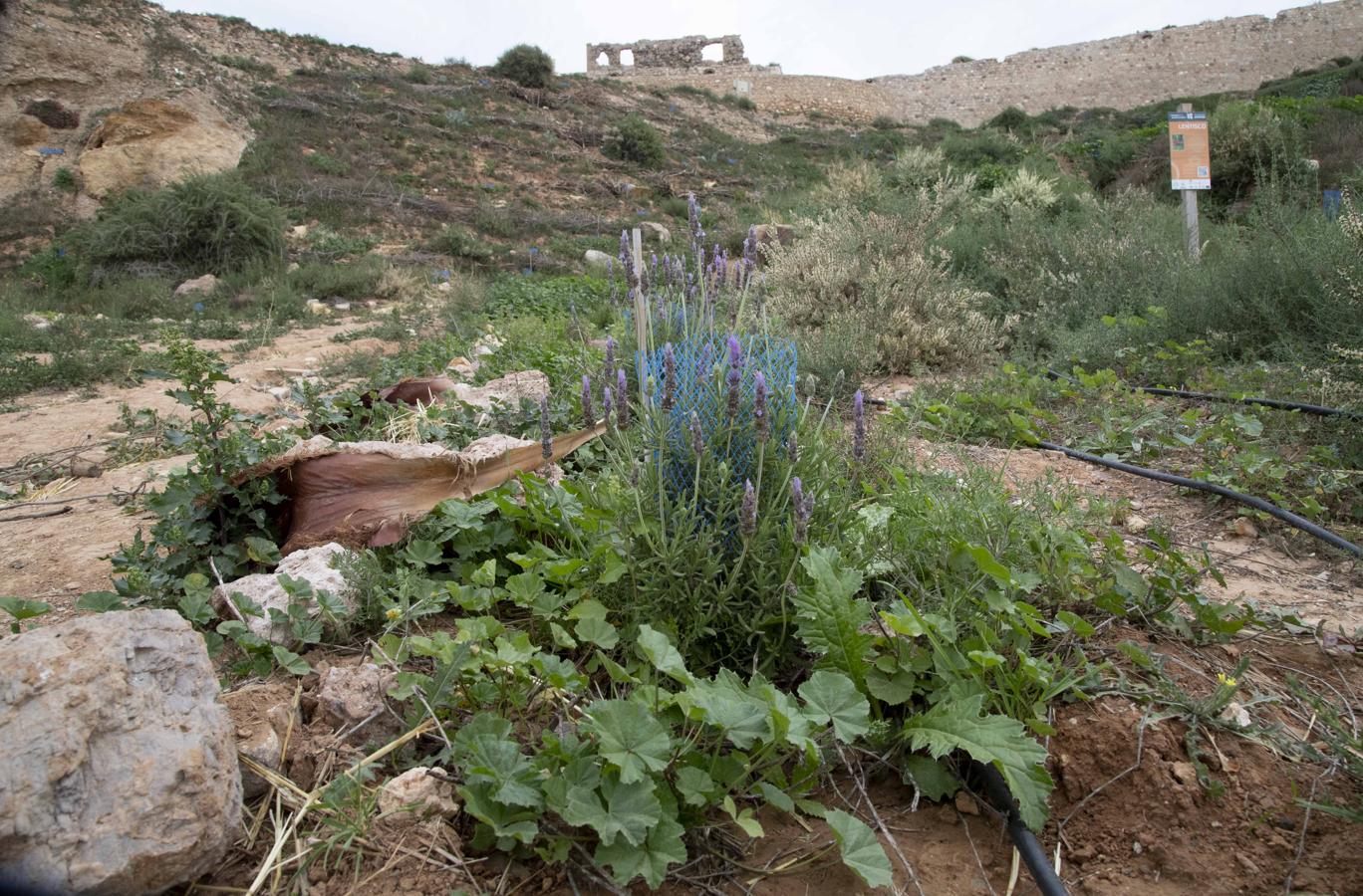 Zona replantada hace dos años, en el Cerro de los Moros